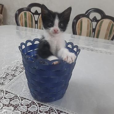 даром кошки: Котята — домашние любимцы - Два очаровательных короткошерстных — 3