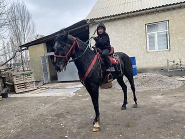 Лошади, кони: Продаю | Жеребенок | Для разведения — 10