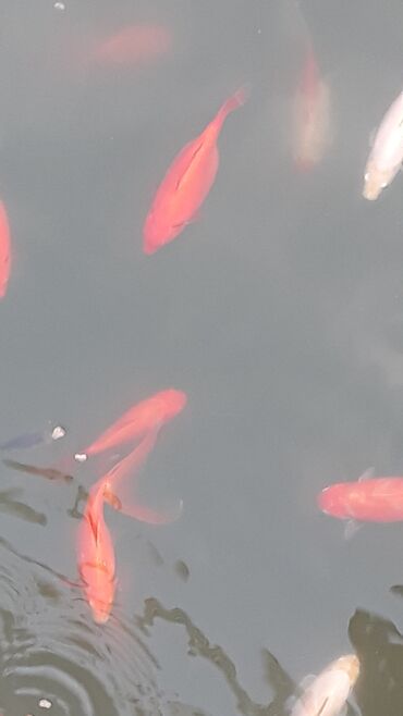 Akvariumlar: Yapon qizil baliqlari, hal hazirda hovoz seraitinde yasayirlar — 5