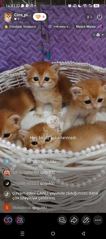 Pişiklər: Qızıl şinşilla, Erkək, Dişi, Yaxşı əllərə, Ünvandan götürmə, Ödənişli çatdırılma — 18