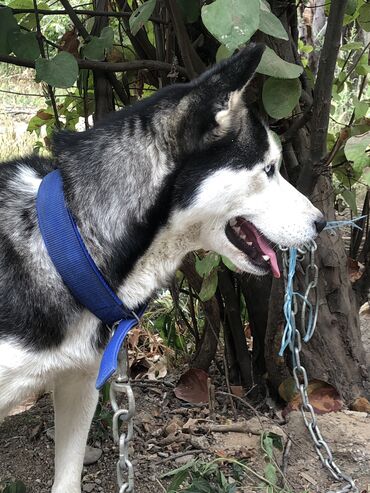 xaski iti qiymeti: Xaski, 6 ay, Dişi, Ünvandan götürmə, Ödənişli çatdırılma, Rayonlara çatdırılma