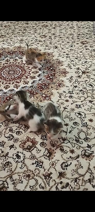 жер уй бишкек сатылат: Котята от домашней кошки с вислоухими ушками (мама на фото). Окрас у — 6