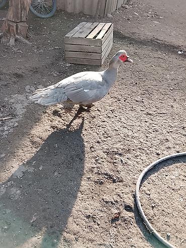 Ördəklər: Salam heyvanlar kom satilir 5feredi 1de erkey yumurtaya hazir -da lalafo.az — 3 Ördəklər: Salam heyvanlar kom satilir 5feredi 1de erkey yumurtaya hazir — 3