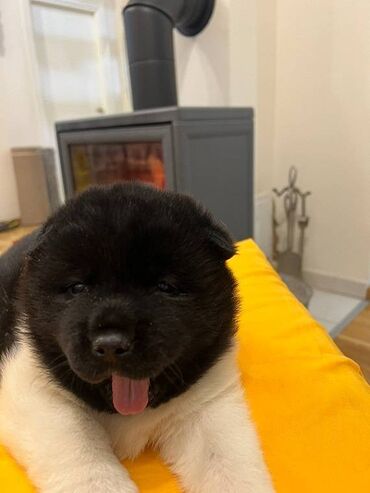 Psi: Američka akita štenci, muško i žensko štene, stari mesec dana — 3