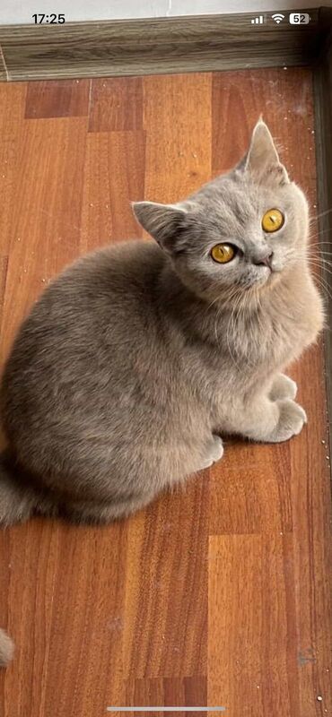 Pişiklər: Şotland yastı qulaq, Erkək, Dişi, Yaxşı əllərə, Ünvandan götürmə, Pulsuz çatdırılma, Ödənişli çatdırılma — 61