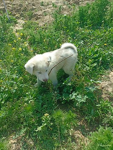 balaca cins itler: Akita-inu, 2 ay, Erkək, Peyvəndli, Ünvandan götürmə — 6