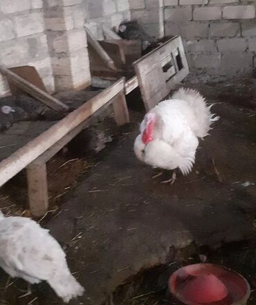 домики для собак: Erkək, Damazlıq