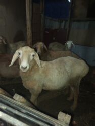 объявления о найденных собаках: Продаю | Ягненок, Баран (самец)