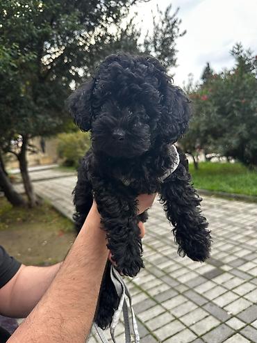 qafqaz coban itleri: Pudel, 2 ay, Erkək, Peyvəndli, Ünvandan götürmə, Pulsuz çatdırılma — 1