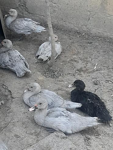 krasnadar ordek: Lavanda lal ordekler satlir agri cekili heyvanlarin balasidi — 2