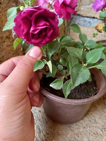 pelarqoniya bitkisi: Saksıda “Impatiens” (balzam/yenibahar) dekorativ çiçək bitkisi - Növ — 3