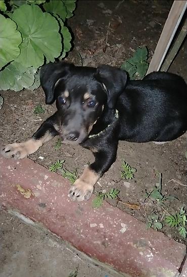 it husky: Qara-qəhvəyi rəngli balaca it balası Çox gözəl itdir. 3 aylıqdır — 3