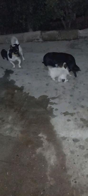 keci dərisi: 2 ay — 1