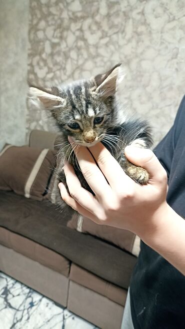 отдам крысу: Котята, домашние. Описание: - Несколько малышей разной окраски