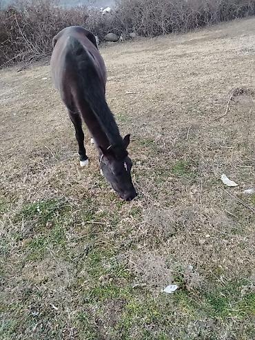 Atlar: Erkəkdi 2yaşın tamam edib yorğadı sakit heyvandır — 3