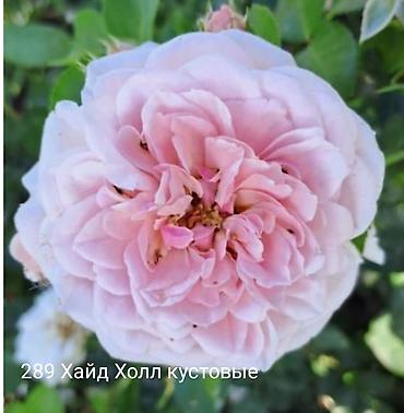 Rose saplings: Кустовые розы — сорта: - Э Шропшир Эд (№534): густомахровые — 9