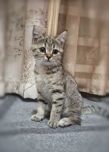 британская шоколадная кошка: Скотиш Страйт (Шотландская прямоухая), 3 месяца, Девочка, Приучена к лотку, Проглистована
