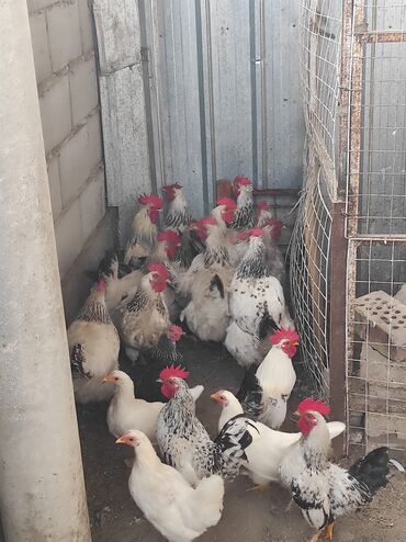 Куры, петухи: Продаю | Куры, Петух — 1