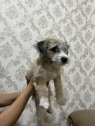 pulsuz it satilir: Bolonka, 3 ay, Dişi, Ödənişli çatdırılma — 2