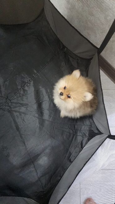 pomeranian shpic: 2 months dog, Dişi, Peyvəndli, Ünvandan götürmə