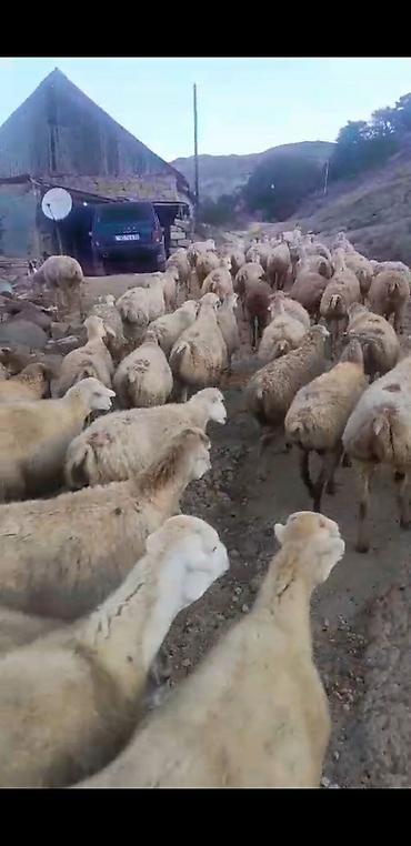 top 3 ev heyvanları: Satışda: Qoyun sürüsü Məhsul təsviri: - Fotoşəkillərdə göstərilən — 2