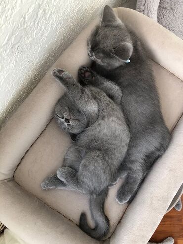 Pişiklər: Britan, Dişi, Erkək, Ünvandan götürmə — 7