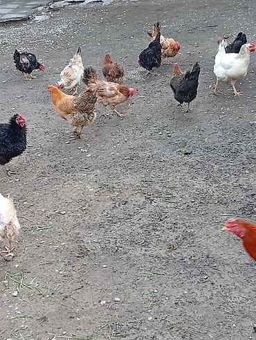 liqorin toyuqlari satilir: Məhsul: Yerli toyuqlarıdi gecen ilin fereleridi yumurtuya düşüblər — 2