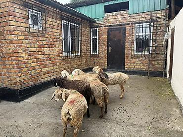 Продам с/х животных: Продаю | Ягненок | Для разведения | Ярка — 2