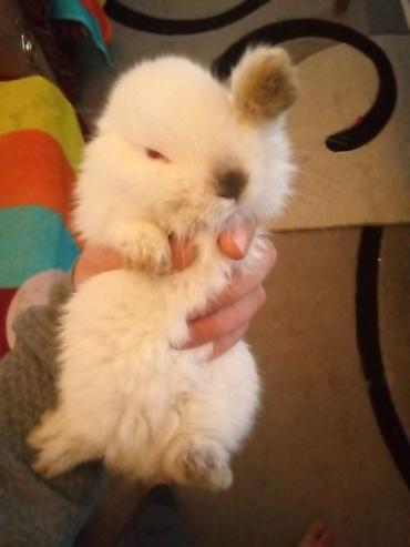 Dovşanlar: Temiz koliforniya dovwanlari .anasi atasi hamsi biryerde satilir.anasi — 10