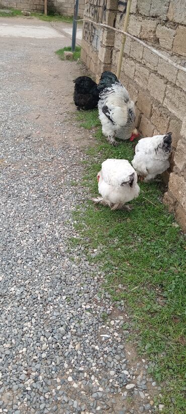 Toyuqlar: Brahma toyuqları – yumurtacı və ətlik iri cins 3 toyug 1 xoruz 280 m — 8