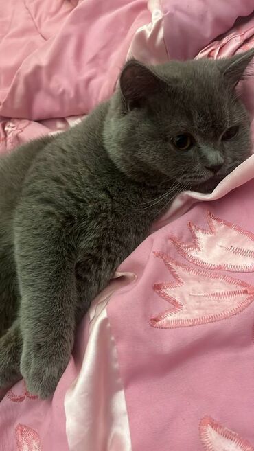 Pişiklər: Şotland, Erkək — 27