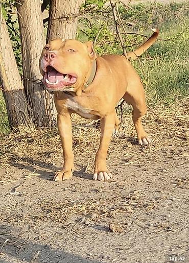 kangal itləri: Pitbul, 1 il, Erkək, Peyvəndli, Ünvandan götürmə — 2
