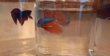 Akvariumlar: Betta balıqlari erkekler 14 m . erkek dişi 20. m