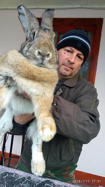 Dovşanlar: FLANDR (Belçika nəhəngi) – İri ölçü, yüksək gəlir! Təmiz qanlı Flandr — 4