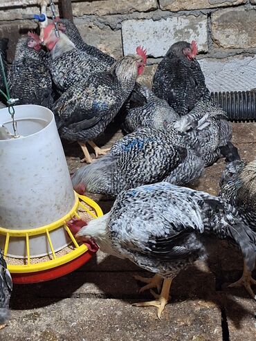 Xoruzlar: Xoruz, il: <1, Ünvandan götürmə — 2