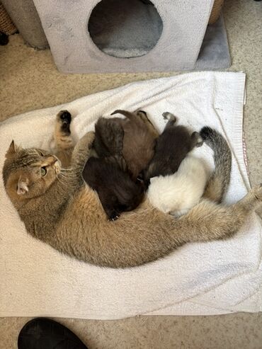 домики для хомяков: Котята от домашней кошки - Породы/типы: домовые короткошёрстные