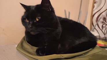 кастрированный кот: Кошка даром: Беспородная, 5 лет, Девочка, Кастрирована, Приучена к лотку, Проглистована