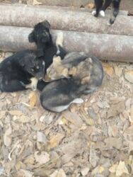 бишон фризе собака: Даром щенки 5 штук папа овчарка мама дворовая очень хорошо ловит