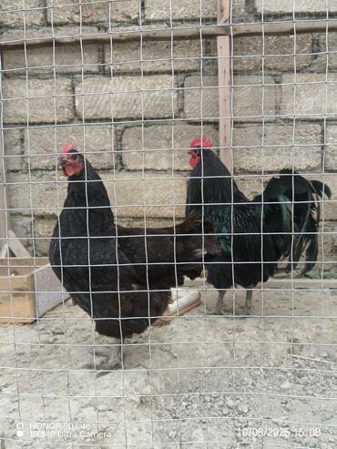 südlük inək cinsləri: Xoruz, il: 1, Ödənişli çatdırılma