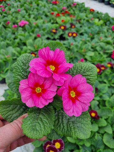 Otaq bitkiləri: 1Gullerin satişi unvanniza odenişli çatrlmada var karistan karpiz — 27