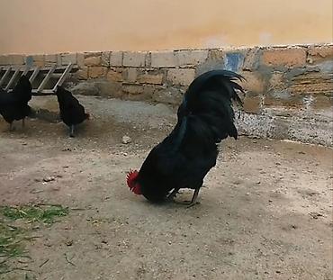 qara qurd: Toyuq, Australorp, Damazlıq, Ünvandan götürmə — 4