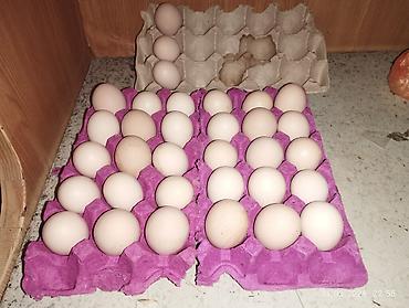 korella quş: Təmiz qan Avstrolop toyuqlarının mayalı yumurtalarının satışı başladı — 6
