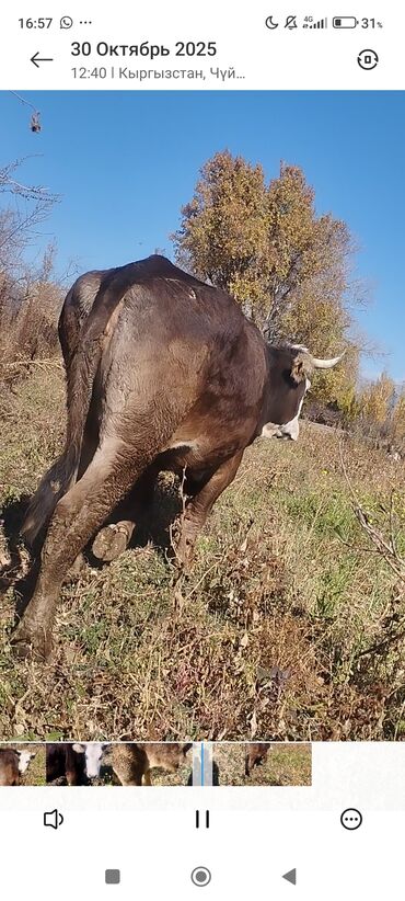 продаю дойную козу: Продаю | Корова (самка), Тёлка | Алатауская | На откорм | Племенные