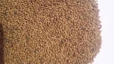 Люцерна: Продаю/куплю семена люцерны и свеклы — 10