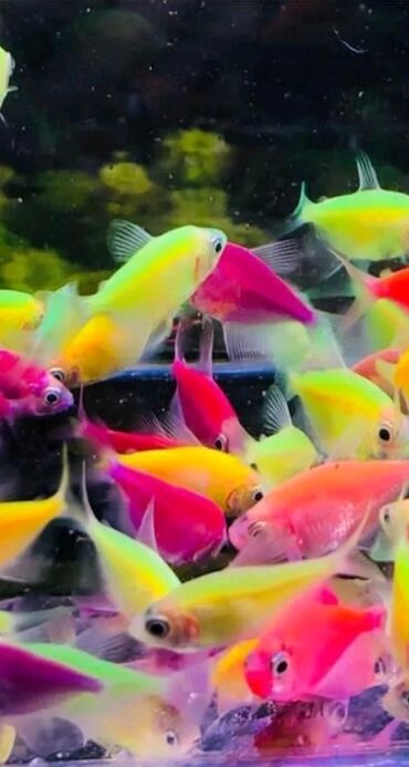 akvarium balığı: Yerli artim
Ternesiya quppi baliglari 1 azn
topdan satisda var
