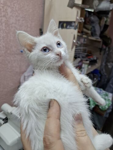скоттиш страйт шотландская прямоухая кошка: Девочка