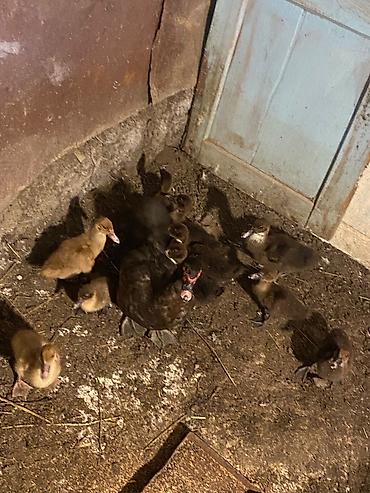 ördək balası və cücə: Salam super saglam heyvanlardi ana 10 bala 1 erkek hele bir anada 12 — 4