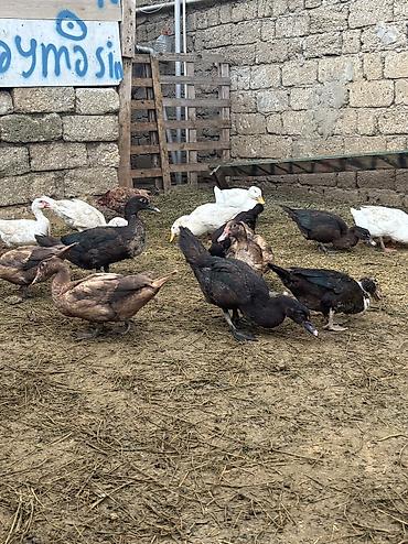 balaca it ucuz: Salam Alekum hamsı satılır kom 17 manatdır — 4