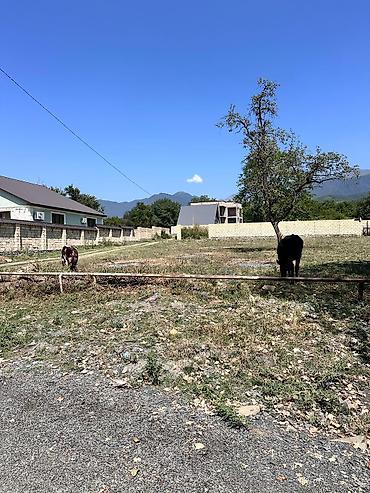 kənd: 10 sot, Tikinti, Kupça (Çıxarış) — 5