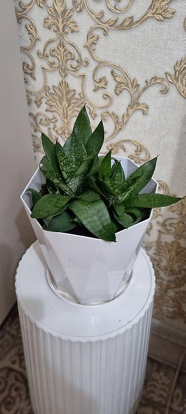хавортия: Сансевиерия хавортиевидная (Sansevieria hahnii), также известна как — 3